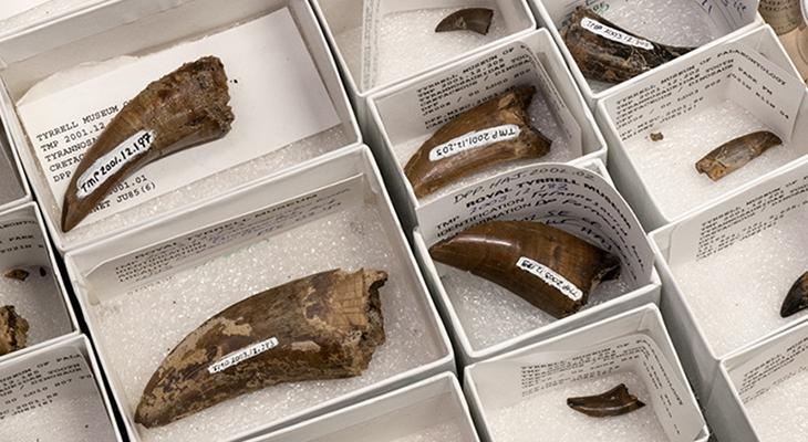 Dinosaur teeth in small boxes in Museum storage.