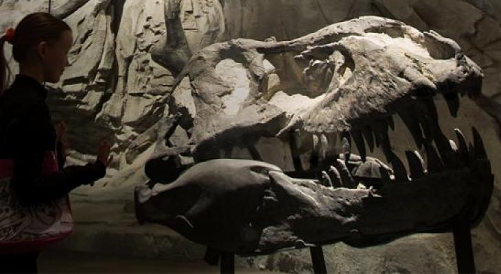 A child looks at a Tyrannosaurus rex skull.