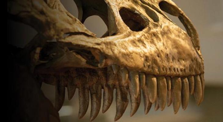 Close-up of a dinosaur skull.