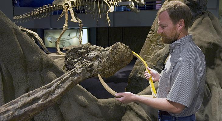 Donald Henderson measures a dinosaur tail club.