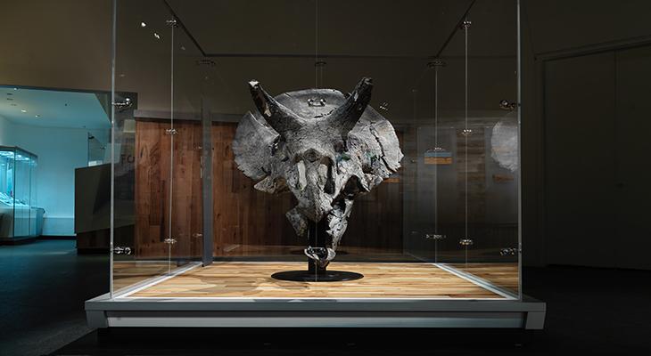 A large Triceratops skull in a glass case.