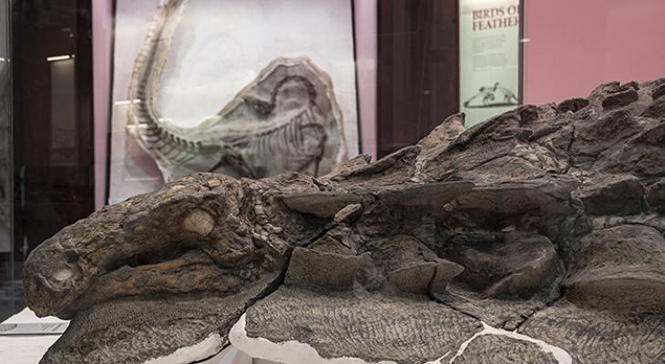 Nodosaur on display in Breakthroughs gallery