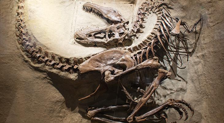 Exceptionally well preserved Gorgosaurus skeleton.