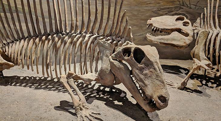 Two Dimetrodon skeletons.