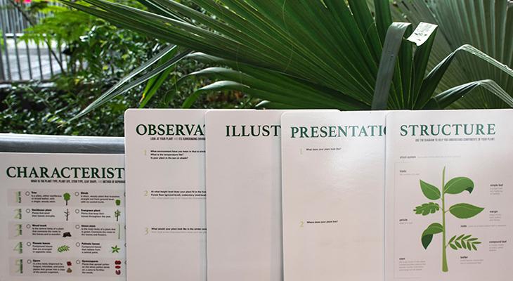 Worksheets describing plants in the Cretaceous Garden.