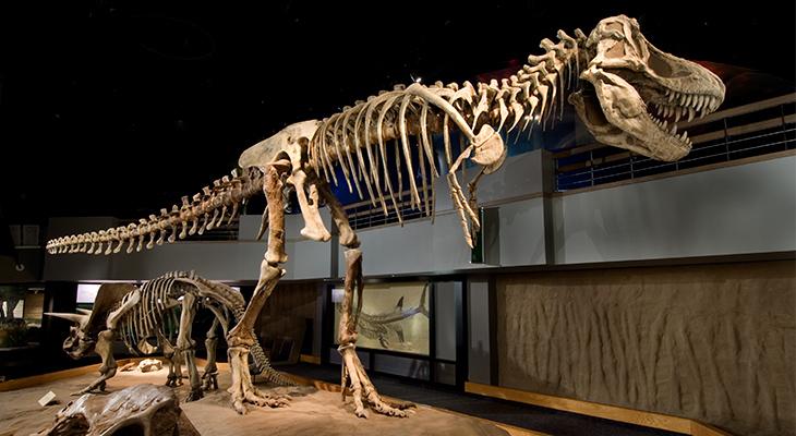 Tyrannosaurus rex skeleton.